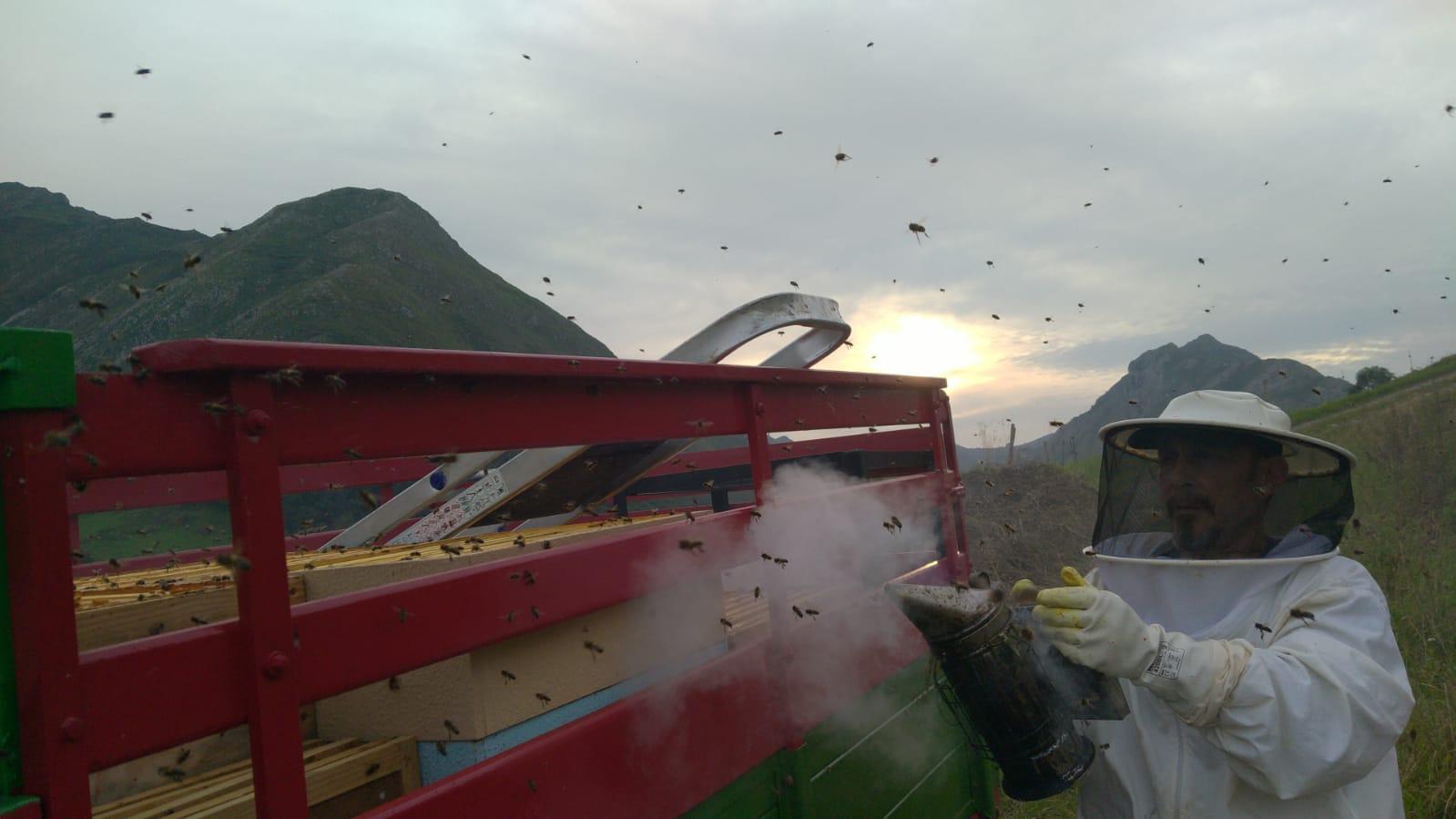 Apicultor con traje blanco y ahumador junto a un remolque de colmenas, al atardecer, con las montañas detrás y abejas en el aire.